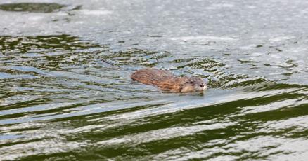 Maryland Muskrat Trapping Season Extended on Eastern Shore - Vimarsana News