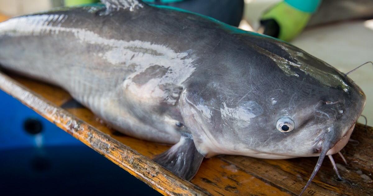 Congressman Andy Harris announces $6 million investment in invasive catfish processing