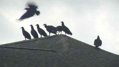 Kent Co. Neighborhood Overrun with Turkey Vultures