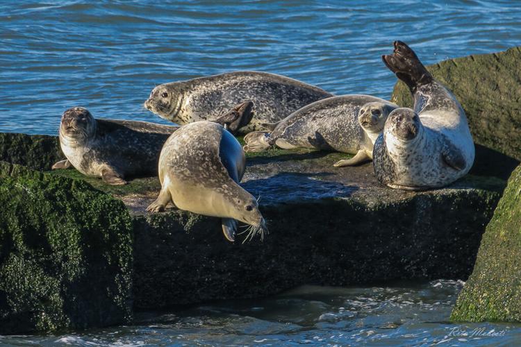 Harbor-seals