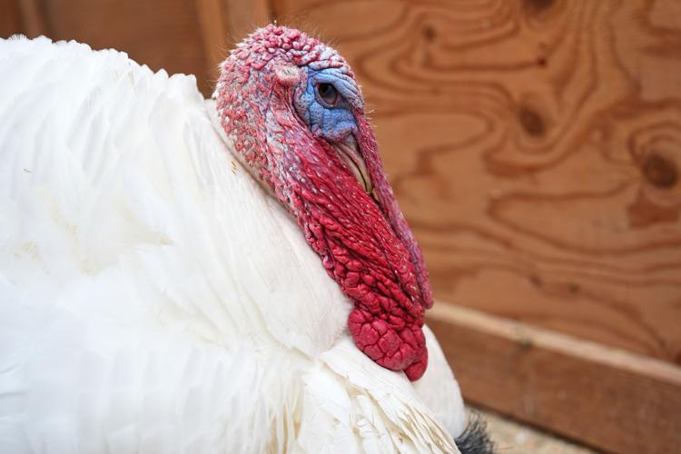 Turkey Adoptions