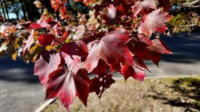 Fall Leaves