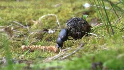 Travels With Charlie: The Dung Beetle