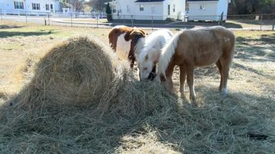 Rescued Chincoteague Ponies