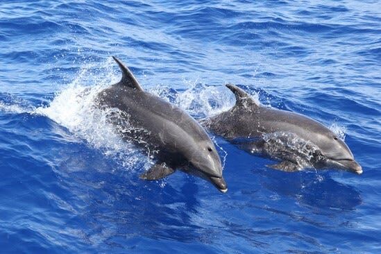MERR Institute to Hold Annual Dolphin Count