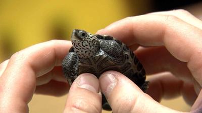 Chesapeake Christian School Students Help Turtle Population Thrive