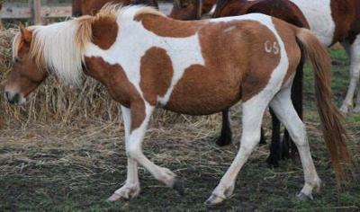 Pony Dies in "Freak Accident" on Carnival Grounds Following Chincoteague Pony Swim