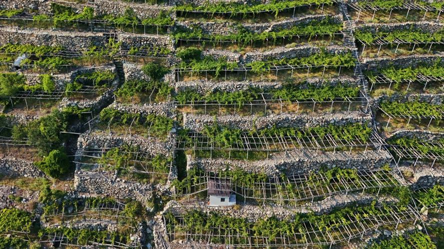Italy Vineyards Japanese Beetles