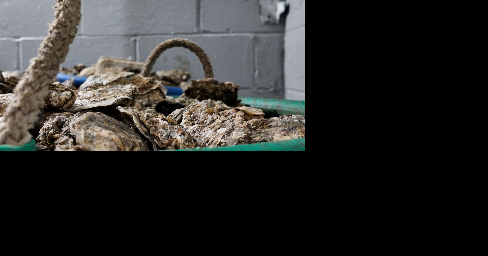 Watermen in Virginia "praying" for emergency relief, productive crabbing season