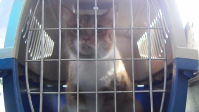 Brandywine Valley SPCA Takes In Cats After Hurricane Michael