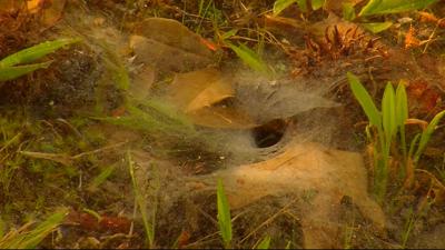 Travels With Charlie: Funnel Web Spider