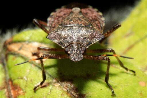 Freezing Temperatures Killing Stink Bugs