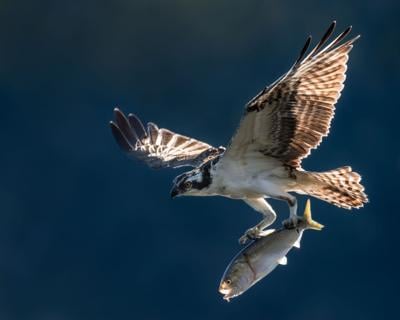 An osprey carrying a menhaden in its talons.