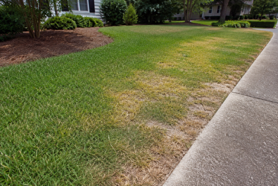 Augusta Grass Masters Highlights Lawn Disease Pressure Across Augusta Area