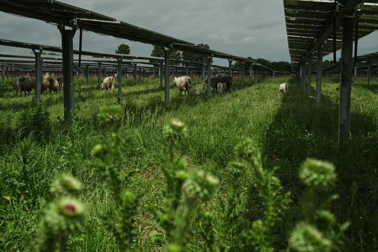 Climate Solar Farm Cattle