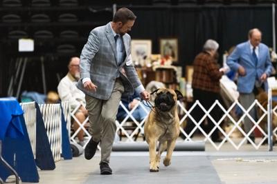 Eastern Shore Classic Dog Show