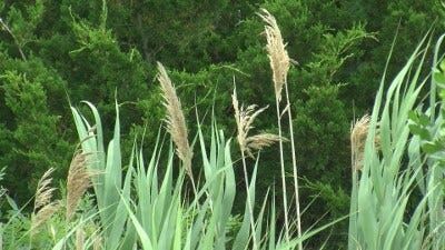 Phragmites Disturbing the Yards of Rehoboth Homeowners