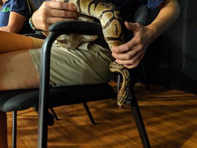 Ricky the ball python