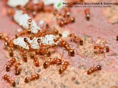Pest Control Solutions & Services Delivers Child and Pet-Safe Pest Management for Residential Properties in Largo, FL