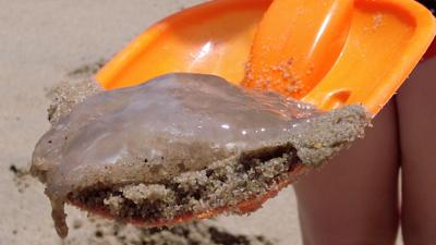 Jellyfish in Shovel