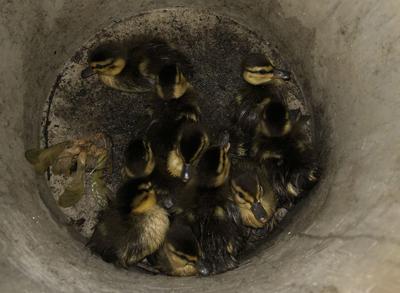 Ducklings Rescued from Storm Drain