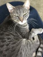 Ferris