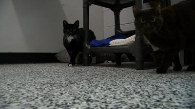 Clear the Shelters Kicks off at Brandywine Valley SPCA