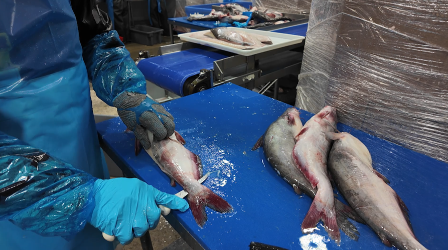 A worker cutting up blue catfish at Tilghman Island Seafood.