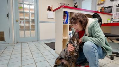 Dog Kennel Owner
