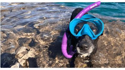 How to manage summer's top safety concerns for your pet