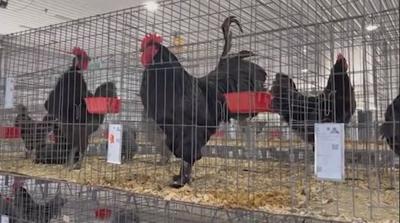 Delaware State Fair's Poultry Exhibits