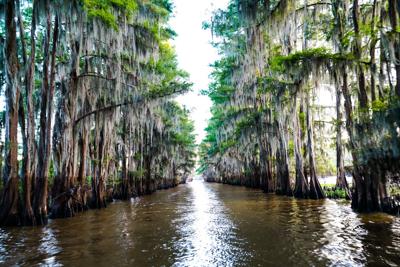 Louisiana Cypress Trees Continue to Shape the Character and Ecology of Swamp Landscapes