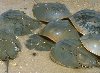 horseshoecrab