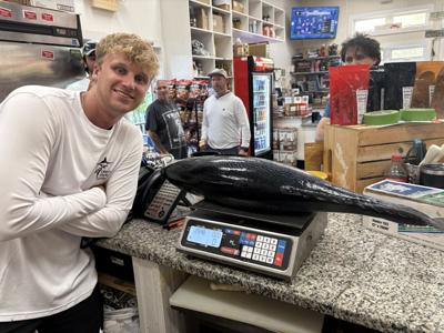 False Albacore Record