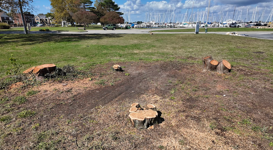 A cluster of stumps in Long Wharf park in Cambridge, where the farmer's market is held.