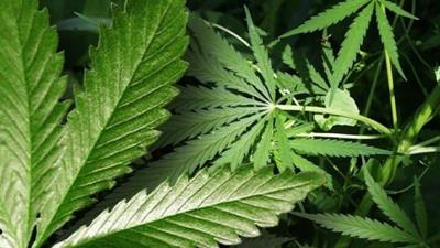 Del. House Committee Releases Marijuana Decriminalization Bill
