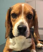 BENJI-GEORGETOWN-BRANDYWINE