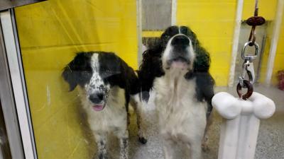 Two of the five rescued dogs pose for a picture.