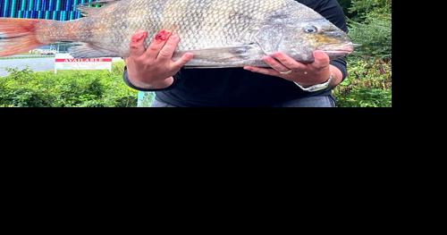 Record-Setting Sheepshead Caught in Maryland - Vimarsana News