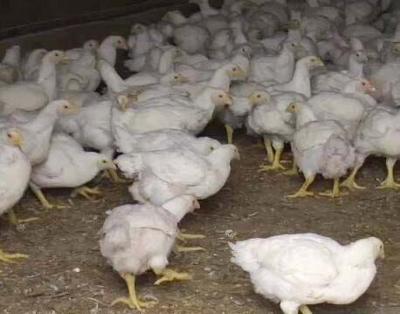 Broiler Chickens, Soybeans Top Va. Agricultural Products
