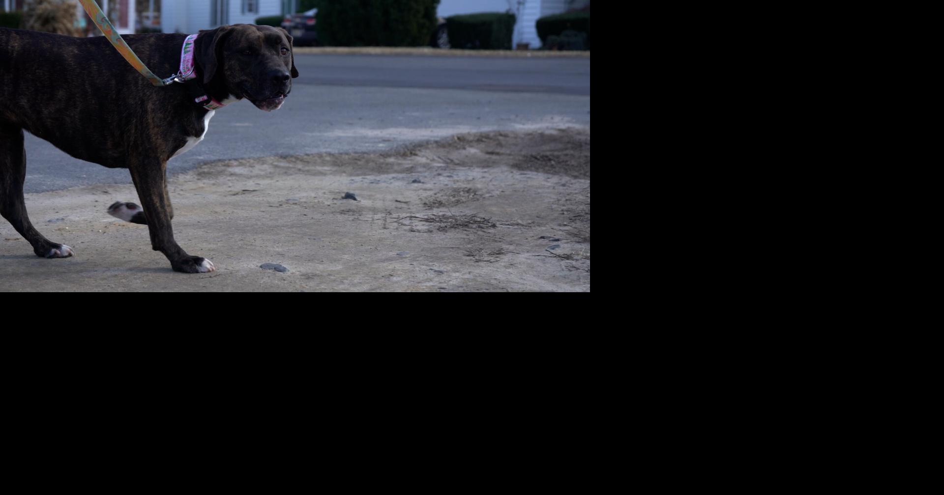 PETA pushes for dog walking law in Delaware