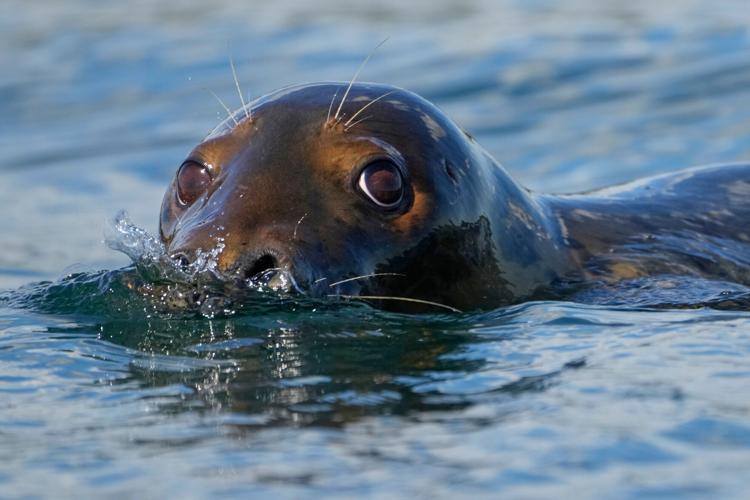 Sea Mammal Protections
