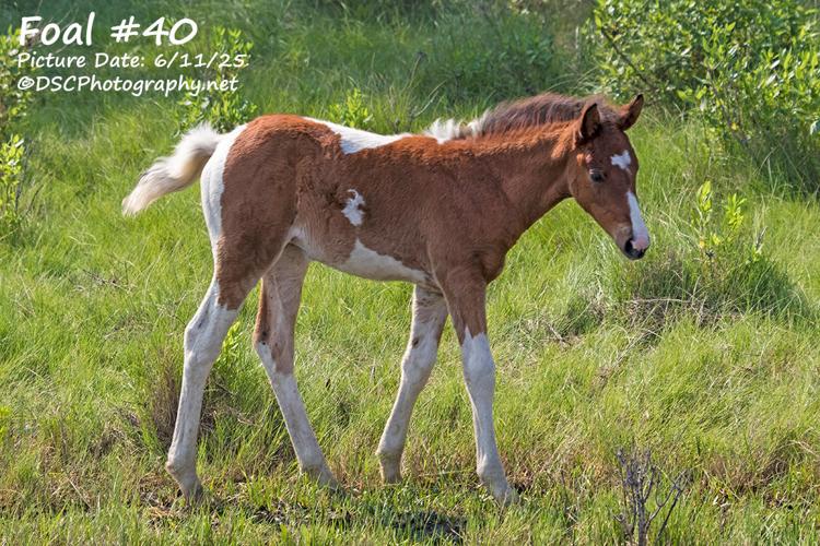 Foal #40
