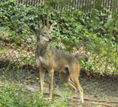 Red wolf