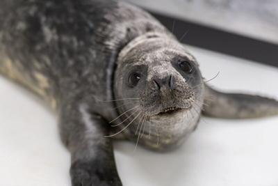 Grey seal pup