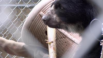 Salisbury Andean Bear, Sinchi, Joins Philadelphia Zoo