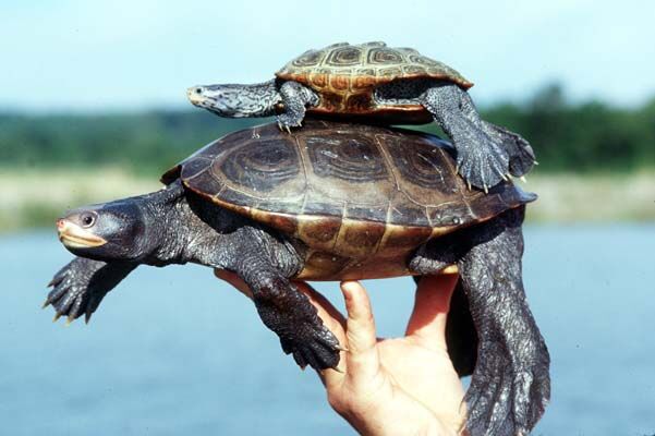 Marylanders Encouraged to Join Terrapin Survey