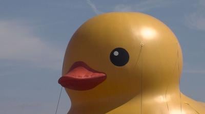 Crisfield Duck