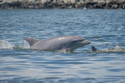 Chesapeake Bay Dolphin