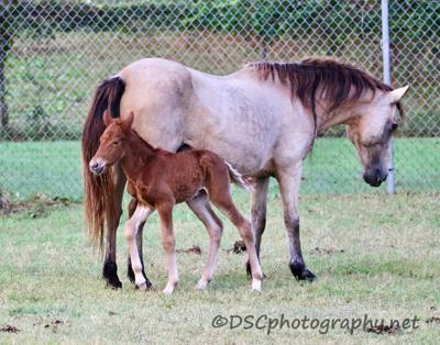 Chincoteague's 89th foal of 2026, a filly, in a field with another horse.
